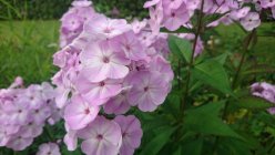 Phlox paniculata 'Adessa Special Pink' Флокс метельчатый